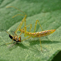 Assassin bug nymph vs. fly