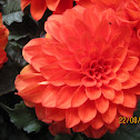 Dahlia