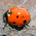 Lady Bug