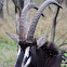 Sable antelope
