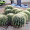 Barrel cactus