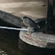 Black-crowned Night Heron