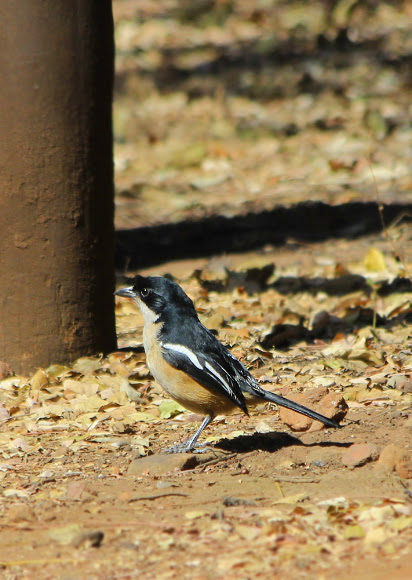 Spotting Image 1