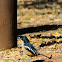 Southern boubou