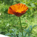 California poppy