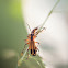 Margined leatherwing
