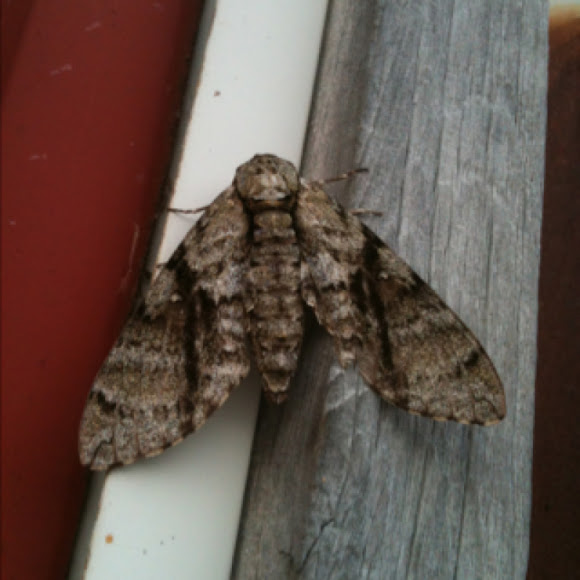 Spotting Image 1