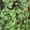 Liverwort