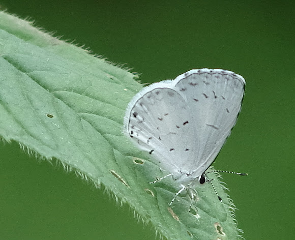 Spotting Image 1
