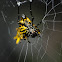 argiopidae
