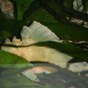 Commersons frogfish