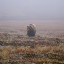 Toklat Grizzly