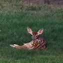 White tail deer fawn