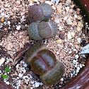 Living Stone
