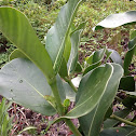 autograph tree