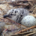 Black-tailed gull