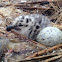Black-tailed gull