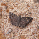 Spotted Small Flat