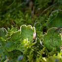 Leafy Lichen