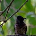Red-vented Bulbul