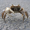 Blue Land Crab
