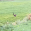 Pheasant