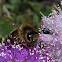 Honeybee 
