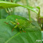 Cicada