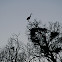 Great Blue Heron Rookery