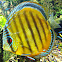 Blueface Discus