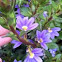 Fairy-fan flower