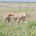 Lion