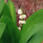 Lily of the Valley
