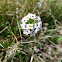 Lobularia maritima