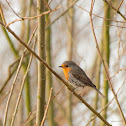 European Robin