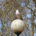 Dark wing seegull