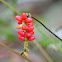 Anthurium fruta