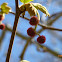 London Plane Tree