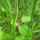 Pearl Crescent