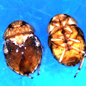 Creeping Water Bug