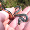 Mud Snake