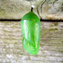 Monarch Crysalis