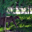Cheetah
