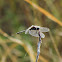 Black Meadowhawk