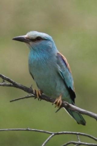 免費下載生活APP|Birdwatch Alpujarras app開箱文|APP開箱王