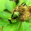 stink bug