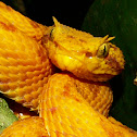 Eyelash Viper