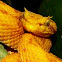 Eyelash Viper