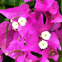 Bougainvillea