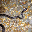 Western rat snake